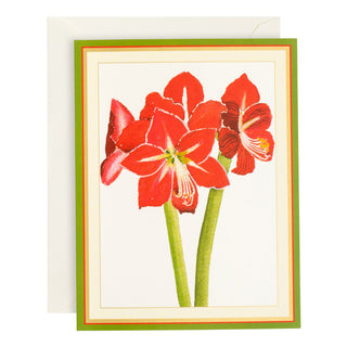 Red Amaryllis Large Boxed Christmas Cards - includes 15 Boxed Christmas Cards