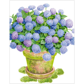 Potted Hydrangea Enclosures 4 Pk