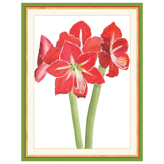 Red Amaryllis Large Boxed Christmas Cards - includes 15 Boxed Christmas Cards