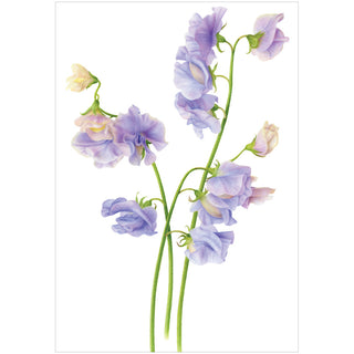 Purple Sweet Peas Eday N Size-T.O.Y.