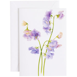 Purple Sweet Peas Eday N Size-T.O.Y.