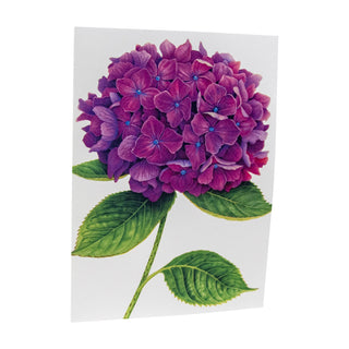 Hydrangeas Assorted Notes 8 In