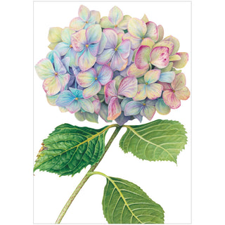 Hydrangeas Assorted Notes 8 In
