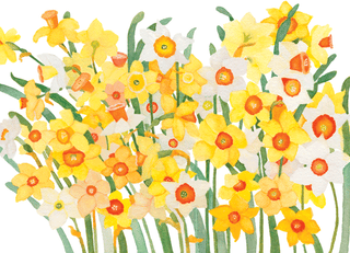 Daffodils Easter Greeting Card - 1 card with envelope