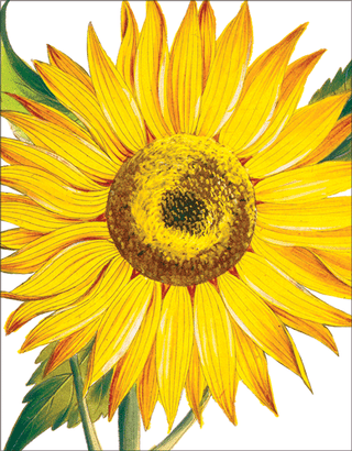 Sunflowers Enclosures 4 Pk